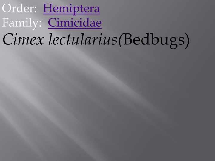 order hemiptera family cimicidae cimex n.w