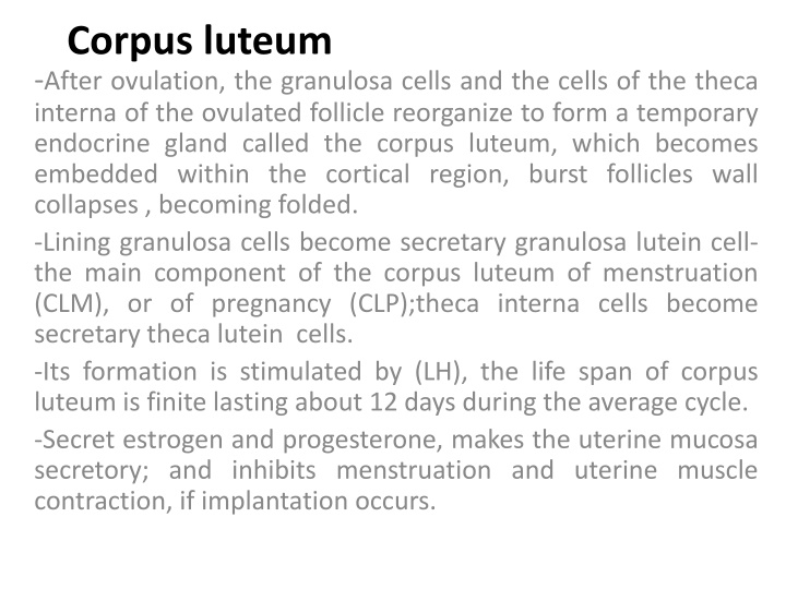 corpus luteum after ovulation the granulosa cells n.w