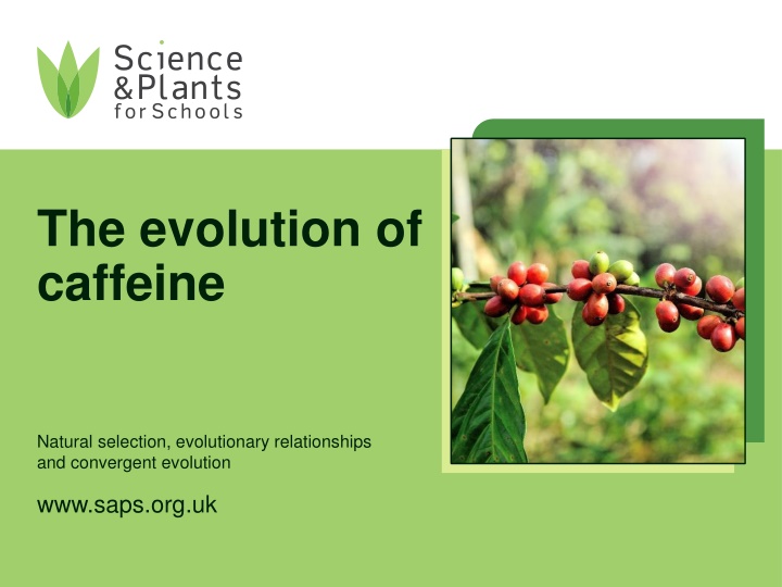 the evolution of caffeine n.w