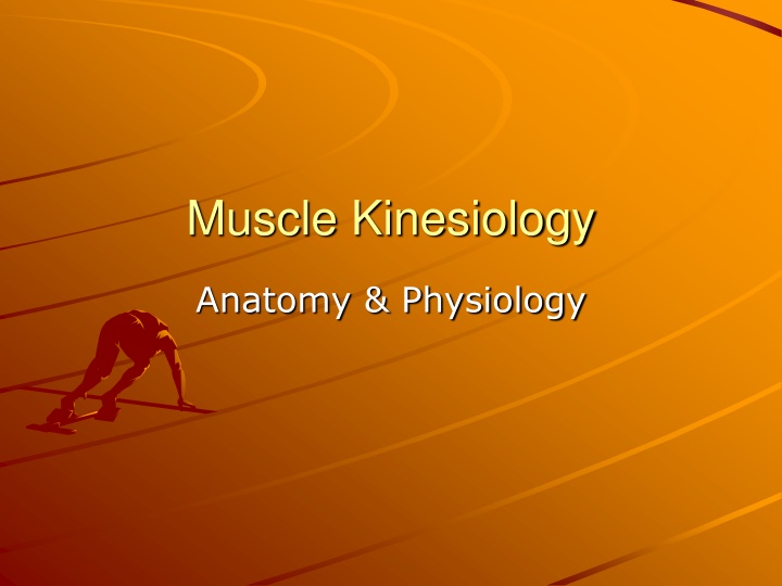 muscle kinesiology n.w