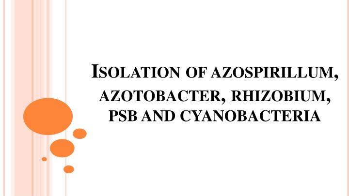 i solation of azospirillum azotobacter rhizobium n.w
