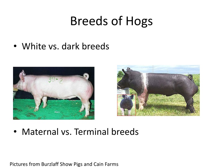 breeds of hogs n.w