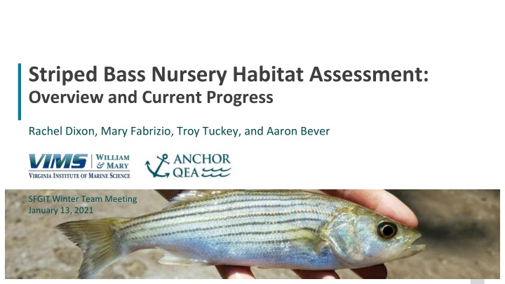 striped bass nursery habitat assessment overview n.w