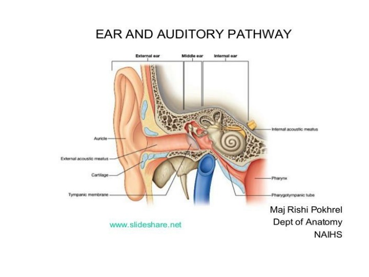the ear n.w