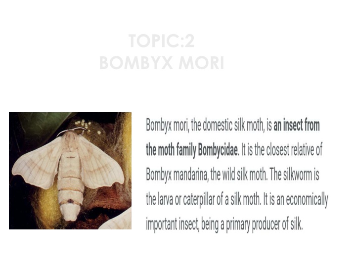 topic 2 bombyx mori n.w
