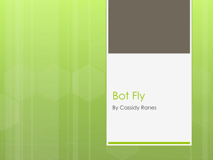 bot fly by cassidy ranes n.w