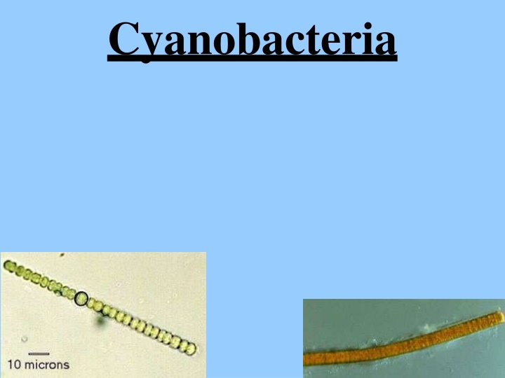cyanobacteria n.w