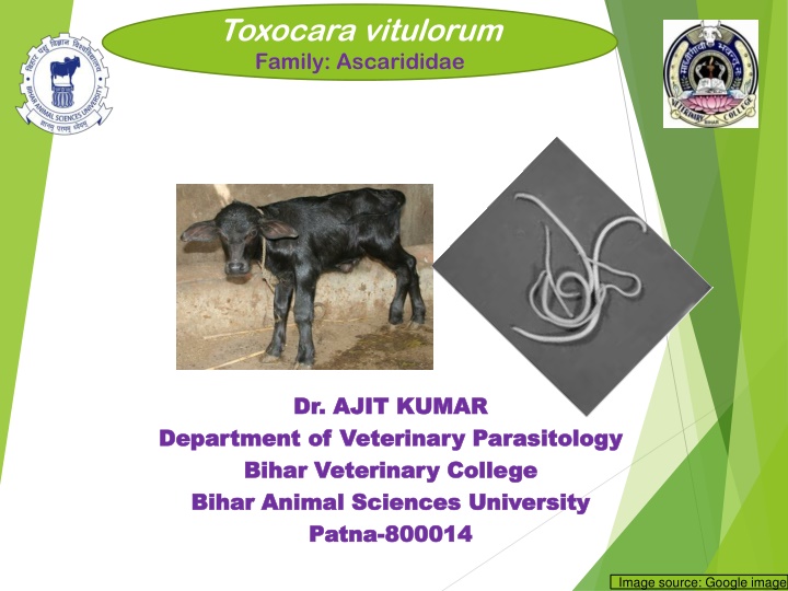 toxocara vitulorum family ascarididae n.w