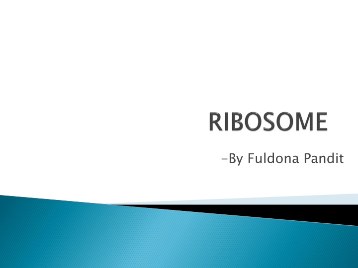 Ribosomes: Protein Synthesis Factories