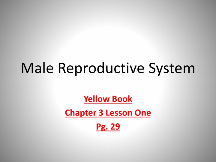 Understanding the Male Reproductive System