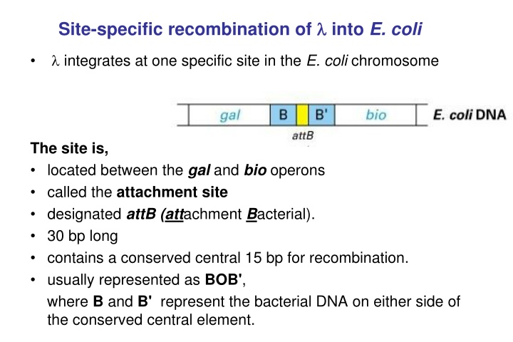 site specific recombination of into e coli n.w