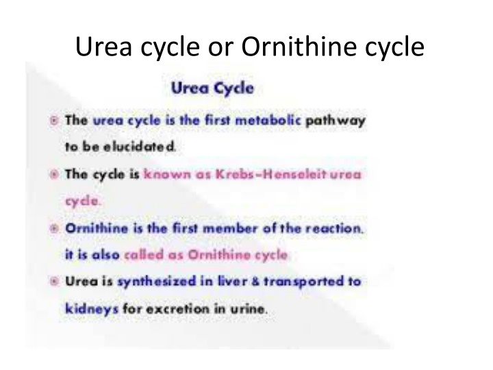 urea cycle or ornithine cycle n.w