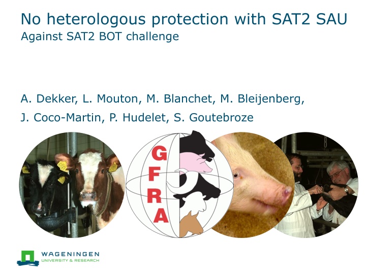 no heterologous protection with sat2 sau against n.w