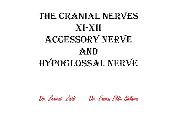 the cranial nerves xi xii accessory nerve n.w