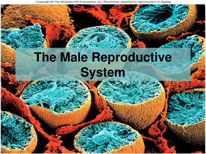 the male reproductive system n.w