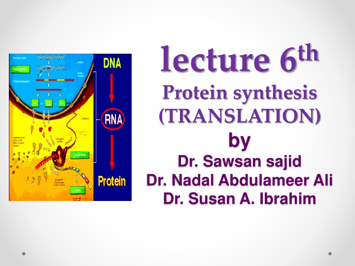 Protein Synthesis Translation: Process and Steps
