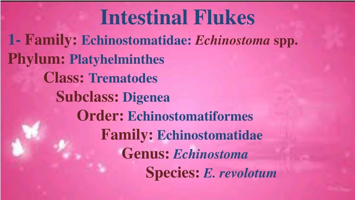 intestinal flukes n.w
