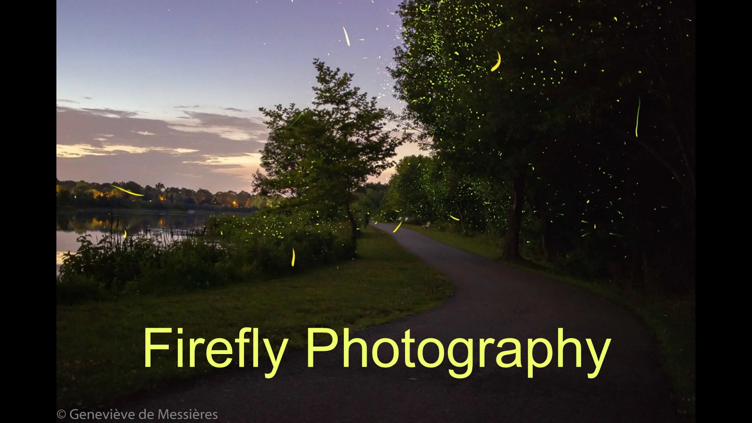 Firefly Photography