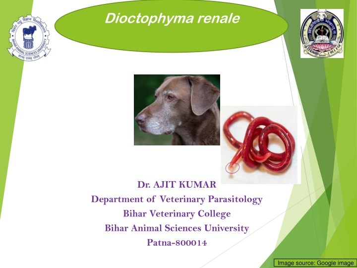 Dioctophyma Renale: Largest Nematode of Domestic Animals