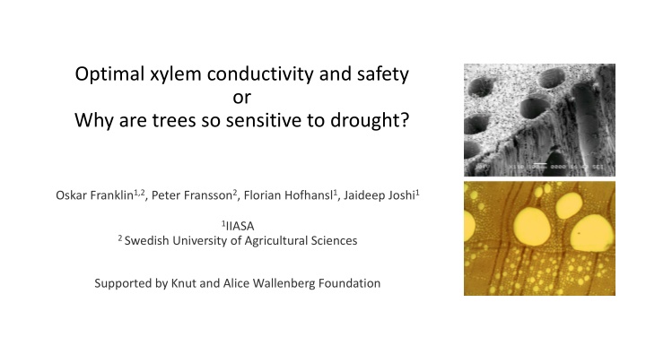 Optimal Xylem Conductivity and Safety in Trees