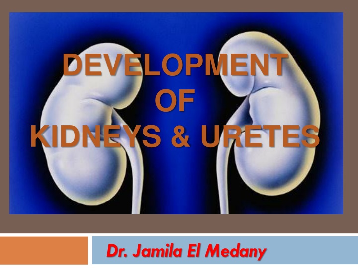 development of kidneys uretes n.w