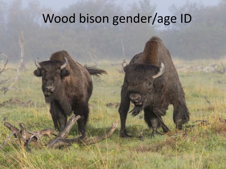 wood bison gender age id n.w
