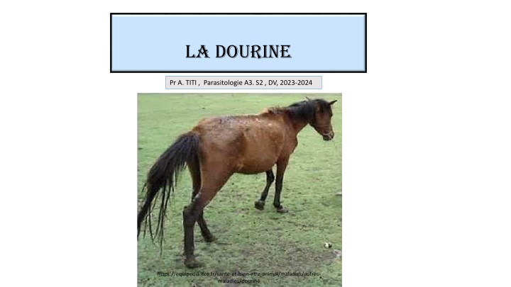 la dourine n.w