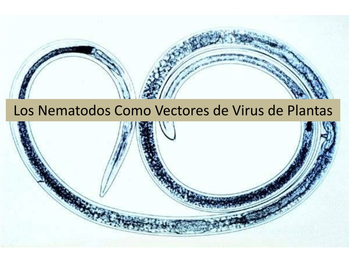 los nematodos como vectores de virus de plantas n.w