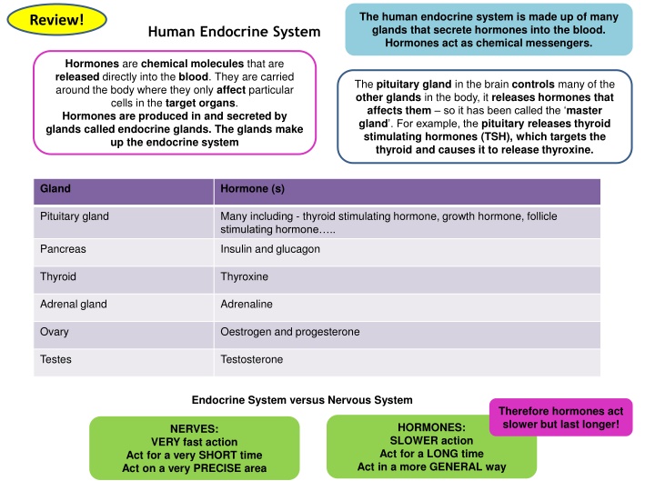 the human endocrine system is made up of many n.w