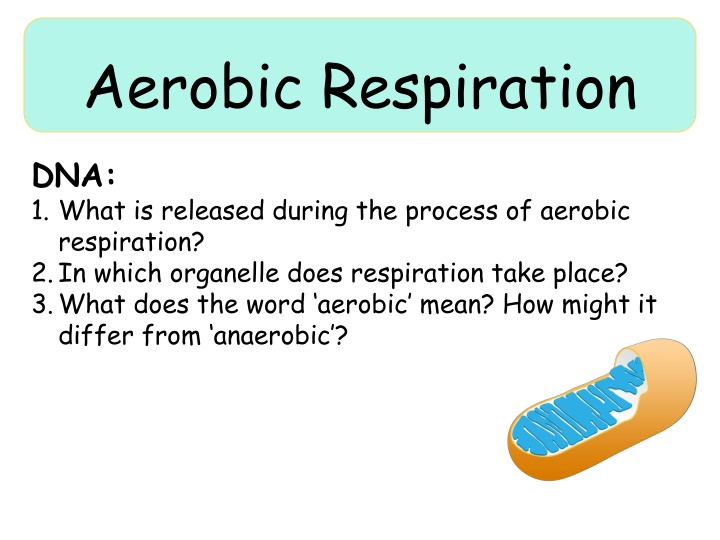 aerobic respiration n.w