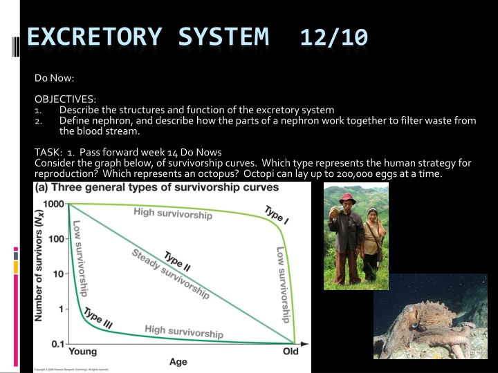 excretory system 12 10 n.w