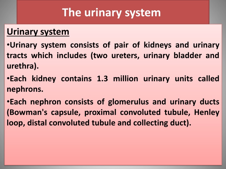 the urinary system n.w