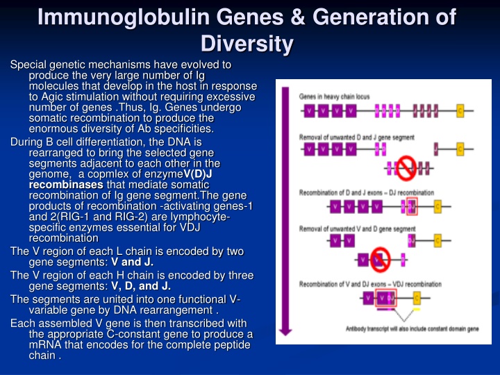 Immunoglobulin Genes & Generation of Diversity: Special Genetic Mechanisms