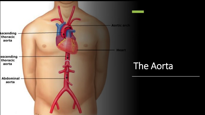 the aorta the aorta n.w