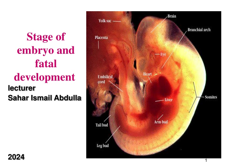 stage of embryo and fatal development lecturer n.w