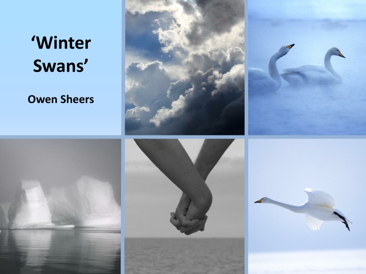 winter swans n.w