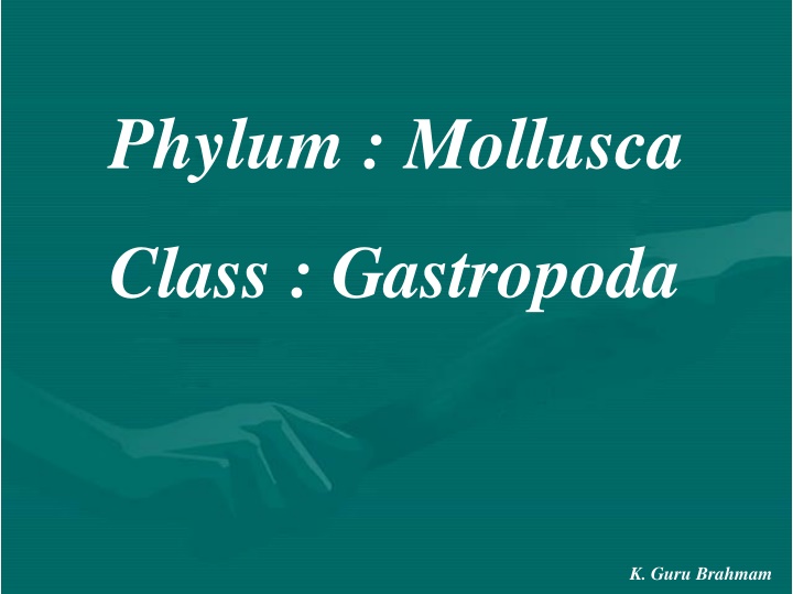 phylum mollusca n.w