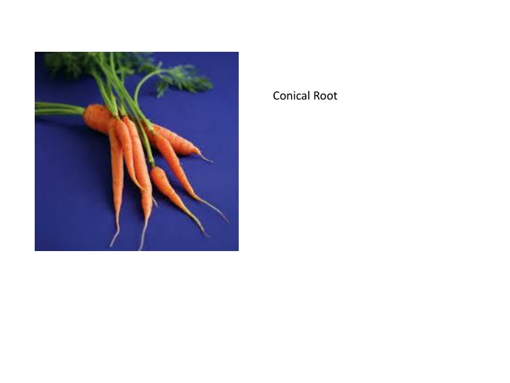 conical root n.w