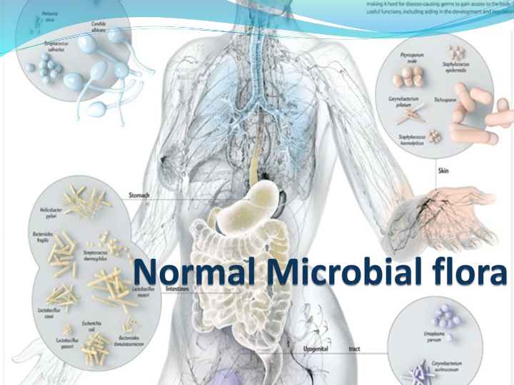 Microbial Flora and Symbiotic Relationships