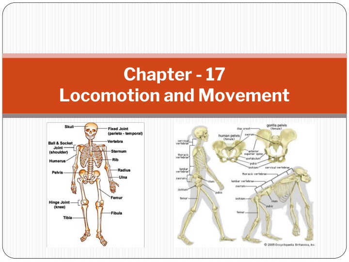 Locomotion and Movement in Living Beings