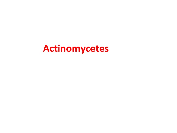 actinomycetes n.w