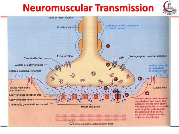 neuromuscular transmission n.w