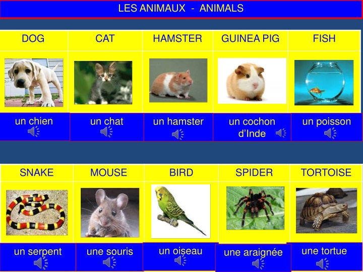 les animaux animals n.w