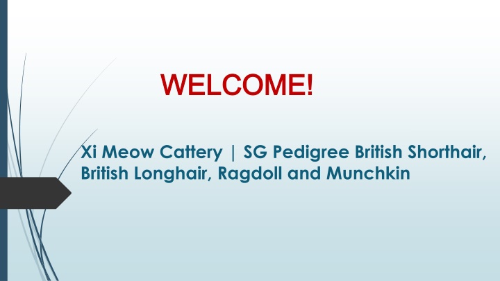 Are you looking for a British Shorthair in Boon Keng?