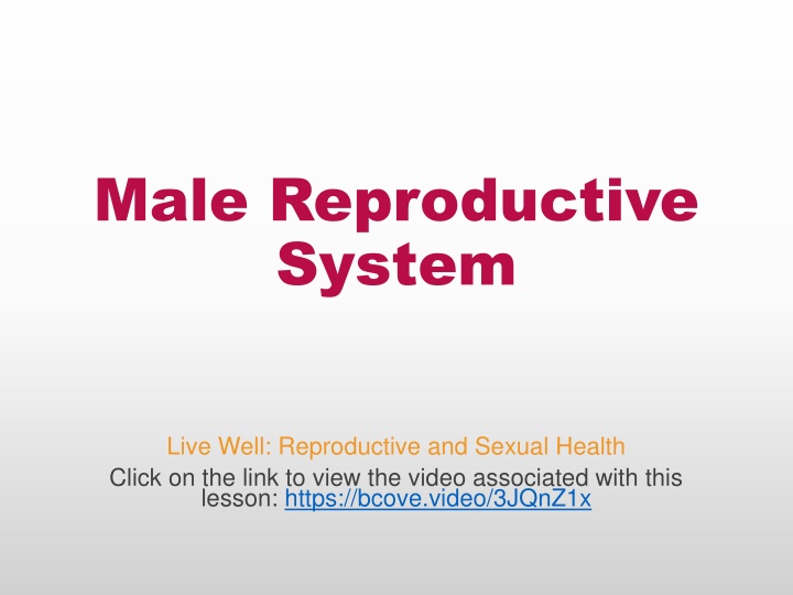 male reproductive system n.w