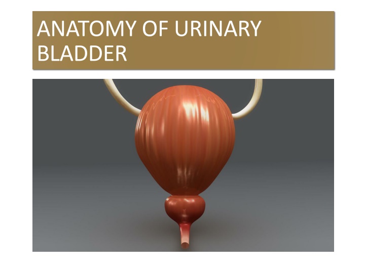 anatomy of urinary bladder n.w
