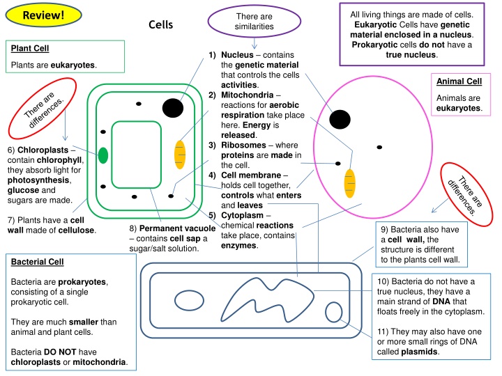 Cells: Structure, Similarities, and Microscopy Mastering