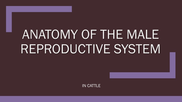 anatomy of the male reproductive system n.w