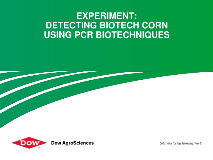 experiment detecting biotech corn using n.w