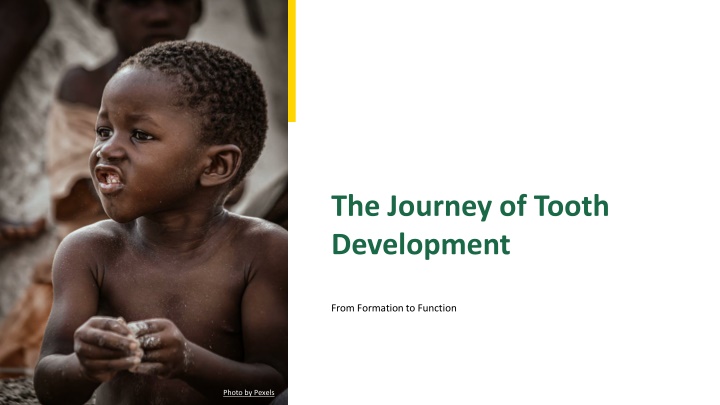 The Journey of Tooth Development: From Formation to Function